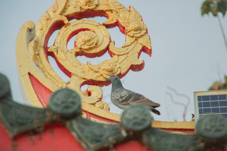 Pigeon perched on ornate golden roof decoration of traditional Asian temple architecture. Cultural...