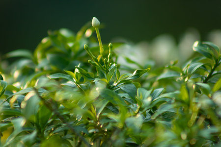 White flower bud growing on green plant leaves in natural garden environment with soft blurred background, macro view of fresh plant growth in tropical nature.の写真素材