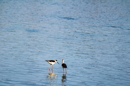 Two shorebirds standing in shallow blue water with soft reflections, peaceful wildlife scene in natural wetland habitat with wide copy space and minimal background.の写真素材