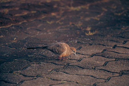 Zebra Dove pecking at the ground on a patterned walkway in soft dusk lighting, capturing gentle motion, intricate feather lines, and a quiet urban nature scene with smooth background blur.