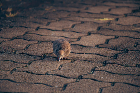 Zebra Dove pecking on interlocking brick surface, centered composition with warm tones and shallow depth of field, illustrating quiet feeding behavior in an urban outdoor environment.