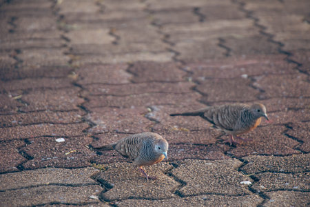 Zebra Dove pair foraging on textured brick walkway, captured in soft natural light with shallow depth of field, highlighting striped plumage and quiet urban wildlife moment.
