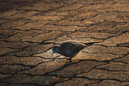 Zebra Dove foraging on cracked patterned pavement under warm evening light, creating strong contrast and texture with natural shadows in a quiet urban outdoor setting