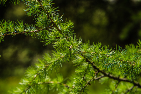 Branches of pine tree needles with soft green .の写真素材