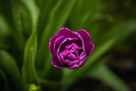 Colorful flower garden in spring.の写真素材