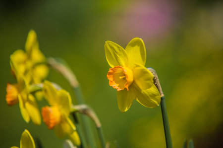 Colorful flower garden in spring.