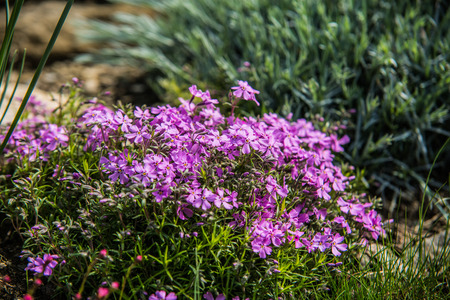 Colorful flower garden in spring.の写真素材