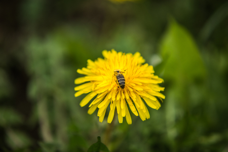 Bee on yellow dandelion close up and green grass in the background.の写真素材