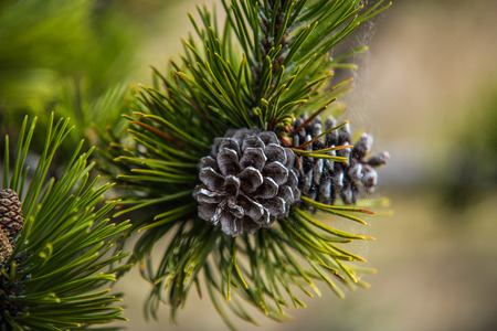 Pine branch with cones close up. flowering timeの写真素材