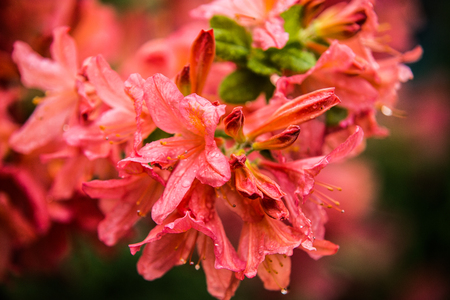 beautiful colorful flower garden in springの写真素材