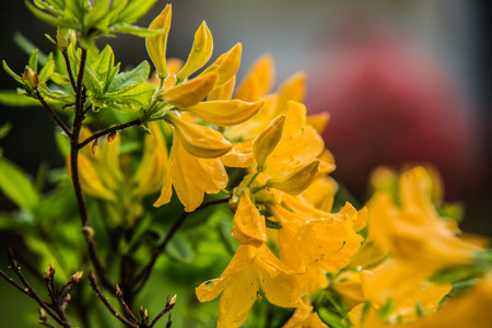 beautiful colorful flower garden in springの写真素材