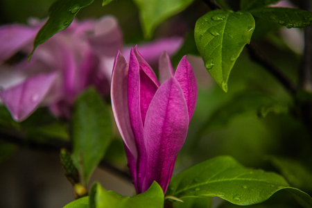 beautiful colorful flower garden in springの写真素材