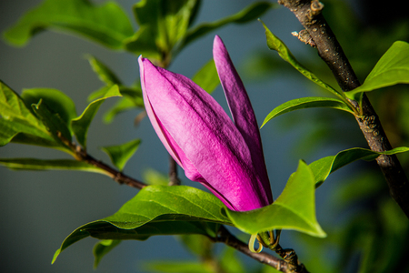 beautiful colorful flower garden in springの写真素材