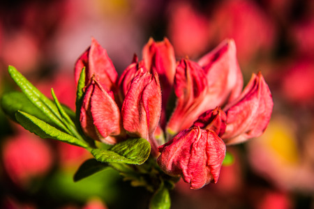 beautiful colorful flower garden in springの写真素材