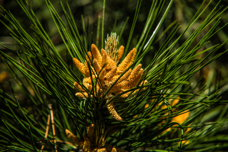 Branches of pine tree needles with soft greenの写真素材