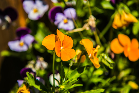 Close up beautiful colorful flower garden in springの写真素材