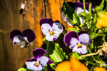 Close up beautiful colorful flower garden in springの写真素材