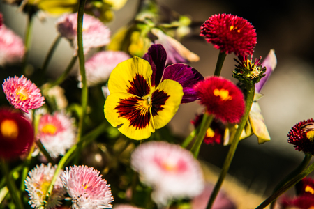 Close up beautiful colorful flower garden in springの写真素材