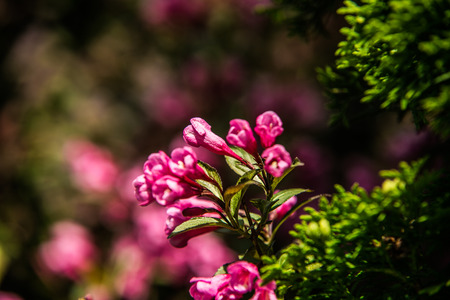 Close up beautiful colorful flower garden in springの写真素材