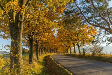 Autumn Landscape. Background with autumn colorful leavesの写真素材