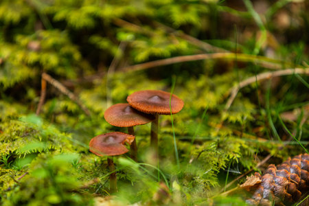 Mushrooms growing in the autumn forest. Nature scenery. Closeup