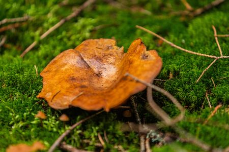 Mushrooms growing in the autumn forest. Nature scenery. Closeupの写真素材