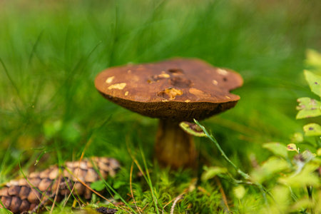 Mushrooms growing in the autumn forest. Nature scenery. Closeup