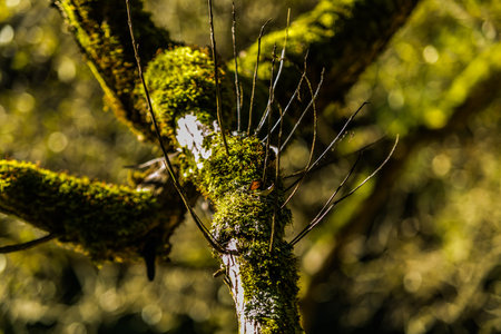 Old tree branch covered with moss in the forest, beautiful landscape, closeup