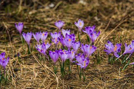 Beautiful colorful flower in the forest. In spring.Nature scenery. Closeup