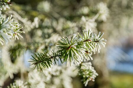 Branches covered with snow and ice in cold winter weather. Closeup. Winter sceneryの写真素材