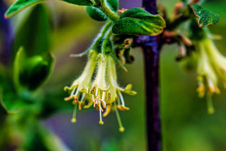Blooming tree branches flowers in spring close up. Beautiful spring timeの写真素材