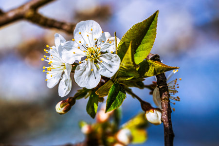 Blooming tree branches in spring with white flowers close up. Beautiful spring time