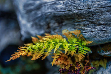 Beautiful autumn nature with colorful leaves. Fall scene.の写真素材