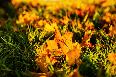 Beautiful autumn nature with colorful leaves. Fall scene.