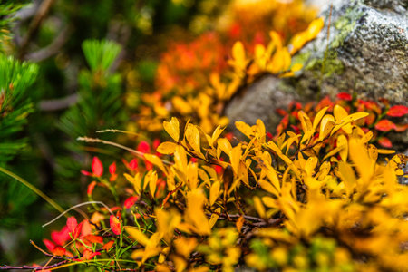 Beautiful autumn nature with colorful leaves. Fall scene.の写真素材