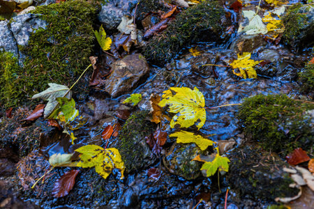 Beautiful autumn nature with colorful leaves. Fall scene.