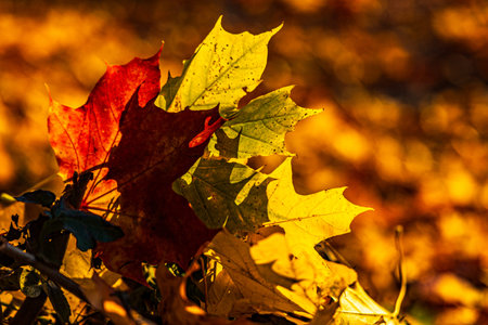 Detailed macro shot of a bright red maple leaf lying on a bed of fallen yellow leaves. The image...