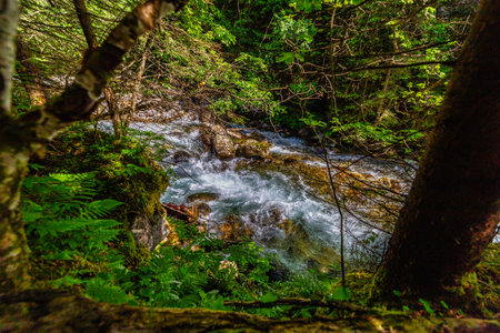 A powerful mountain stream rushing over rocks in a lush green coniferous forest. Crystal clear water...
