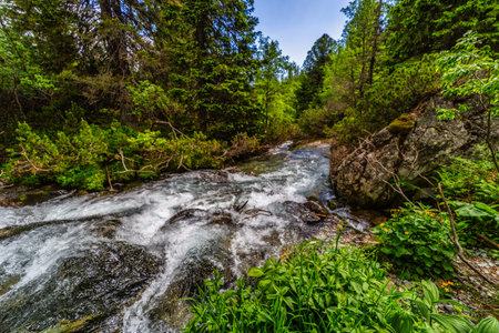 A powerful mountain stream rushing over rocks in a lush green coniferous forest. Crystal clear water...