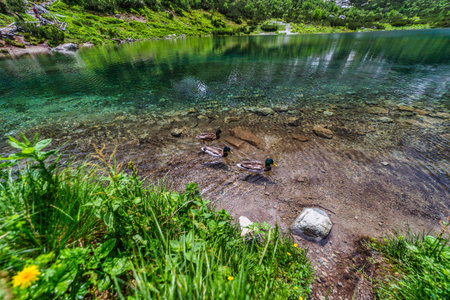 A group of mallard ducks (Anas platyrhynchos) swimming in the transparent turquoise water of Zelene...