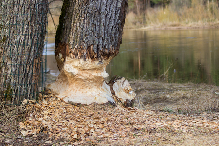 Beavers building a dam in a river in the middle of forest.の写真素材