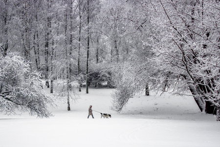 Trees in park fully covered by snow in winter dayの写真素材