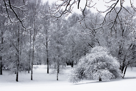 Trees in park fully covered by snow in winter dayの写真素材