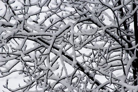 Snow on branches after snowfall, view from above.の写真素材