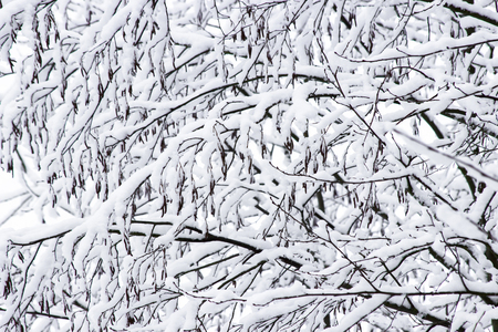 Snow on branches after snowfall, view from above. Snow on branches.の写真素材