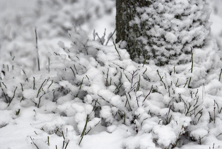 Tree stumps in the winter and snowの写真素材