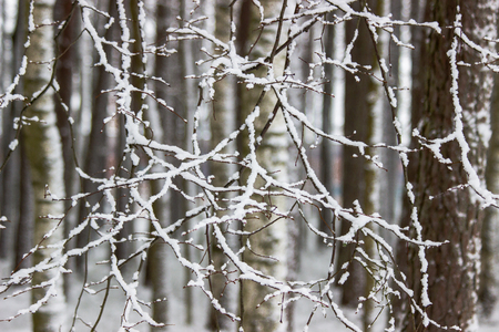 snow on the branches of a treeの写真素材