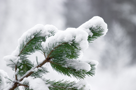 Pine branches in the snow in gray winter dayの写真素材
