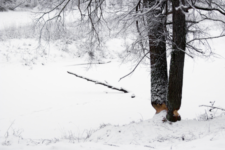 Tree gnawed by beavers in the winter dayの写真素材