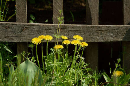 Dandelion and old fenceの写真素材